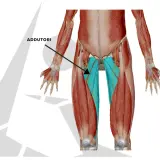 Muscolatura degli adduttori, evidenziata in blu, nell'interno coscia. Potrebbe essere utile per capire la ritenzione idrica interno coscia.