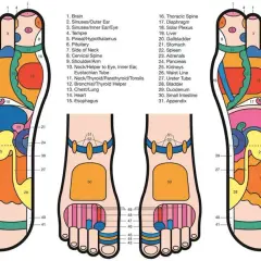 Mappa riflessologia plantare: il tallone (zona 40-42) è collegato a organi come la vescica e l'intestino.