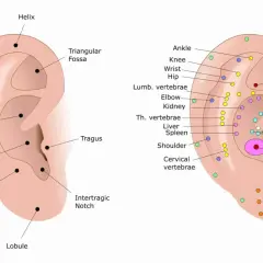 Schema auricolare con punti di agopuntura, inclusi quelli per il ginocchio, che indicano aree di riflesso per diverse parti del corpo.