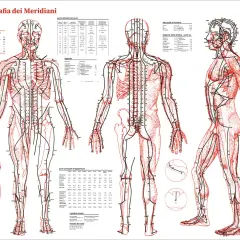 Diagrams of the human body showing acupuncture meridians and points.