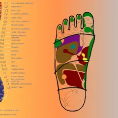 Mappa dei punti chakra piede, collegati alla colonna vertebrale e agli organi interni.
