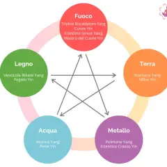 Schema dei Cinque Elementi: Terra include il meridiano stomaco.