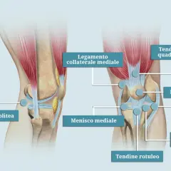 Anatomia del ginocchio sinistro, con punti di agopuntura per la medicina cinese. Dettagli su legamenti, menischi e tendini.