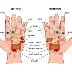 Schema dei punti mano che rappresentano organi come cervello, occhi, polmone, cuore, stomaco, pancreas, intestino e vescica.