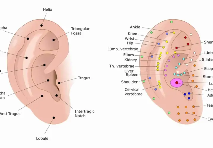 Schema auricolare con punti di agopuntura, inclusi quelli per il ginocchio, che indicano aree di riflesso per diverse parti del corpo.