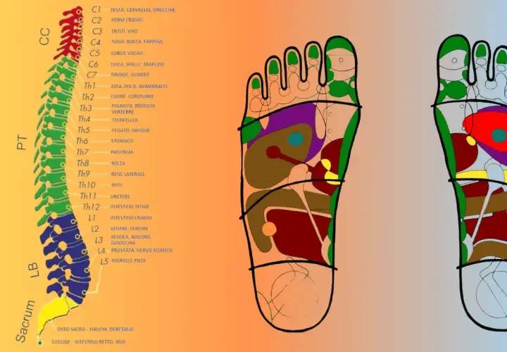 Mappa dei punti chakra piede, collegati alla colonna vertebrale e agli organi interni.