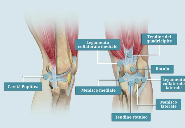 Anatomia del ginocchio sinistro, con punti di agopuntura per la medicina cinese. Dettagli su legamenti, menischi e tendini.