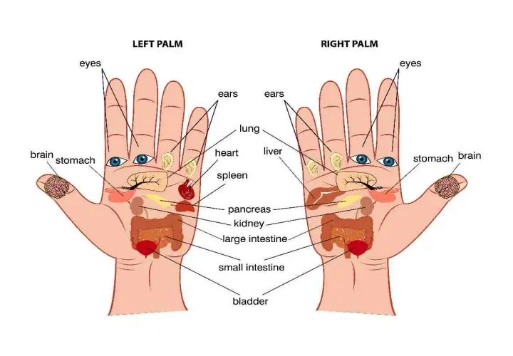 Schema dei punti mano che rappresentano organi come cervello, occhi, polmone, cuore, stomaco, pancreas, intestino e vescica.