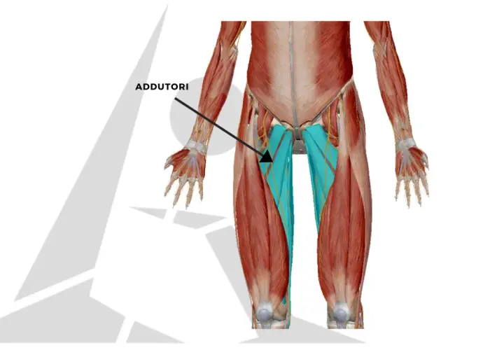 Muscolatura degli adduttori, evidenziata in blu, nell'interno coscia. Potrebbe essere utile per capire la ritenzione idrica interno coscia.