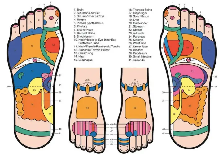 Mappa punti agopuntura piede: ogni zona riflette un organo o parte del corpo, utile per il benessere.