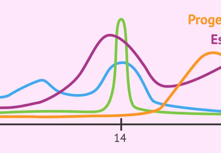 Grafico ormonale del ciclo mestruale: FSH, LH, Estrogeni e Progesterone. Utile per capire il riflessologia plantare ciclo.