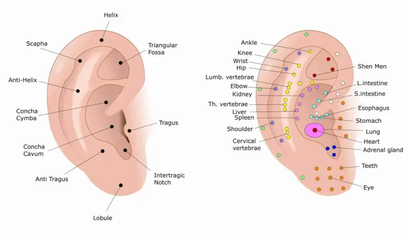 Schema auricolare con punti di agopuntura, inclusi quelli per il ginocchio, che indicano aree di riflesso per diverse parti del corpo.