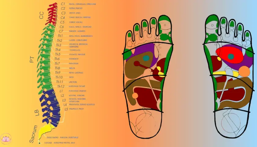 Mappa dei punti chakra piede, collegati alla colonna vertebrale e agli organi interni.