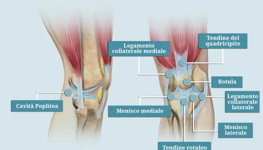Anatomia del ginocchio sinistro, con punti di agopuntura per la medicina cinese. Dettagli su legamenti, menischi e tendini.