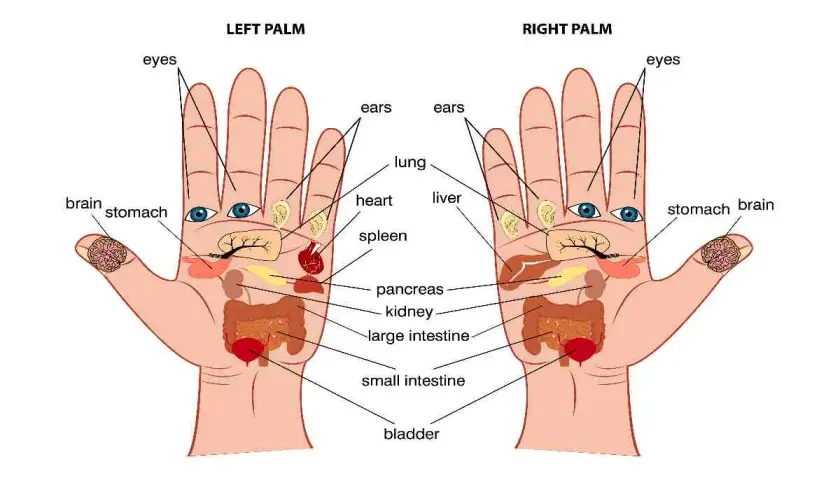 Schema dei punti mano che rappresentano organi come cervello, occhi, polmone, cuore, stomaco, pancreas, intestino e vescica.