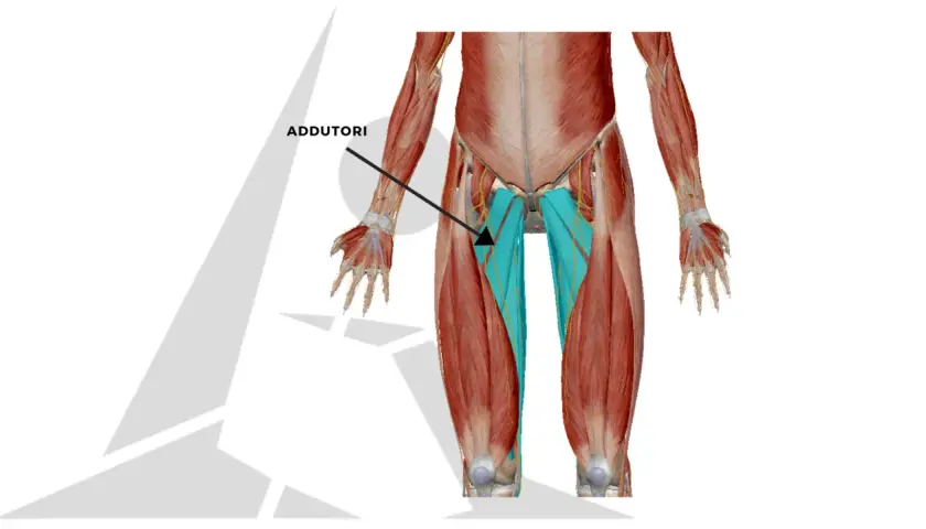 Muscolatura degli adduttori, evidenziata in blu, nell'interno coscia. Potrebbe essere utile per capire la ritenzione idrica interno coscia.