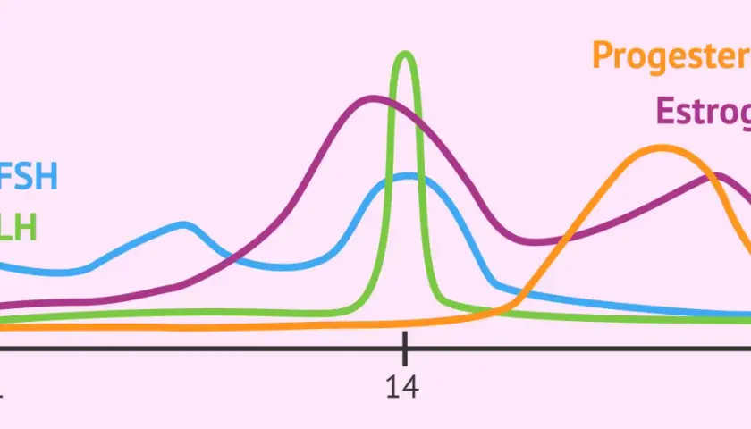 Grafico ormonale del ciclo mestruale: FSH, LH, Estrogeni e Progesterone. Utile per capire il riflessologia plantare ciclo.