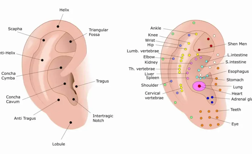 Punti agopuntura ginocchio - Mappa, localizzazione e uso
