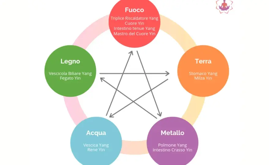 Canale dello Stomaco MTC - Equilibrio e Benessere Digestivo