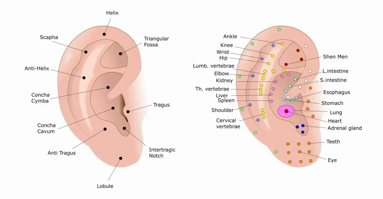 Schema auricolare con punti di agopuntura, inclusi quelli per il ginocchio, che indicano aree di riflesso per diverse parti del corpo.