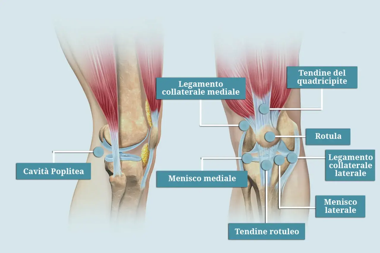 Anatomia del ginocchio sinistro, con punti di agopuntura per la medicina cinese. Dettagli su legamenti, menischi e tendini.