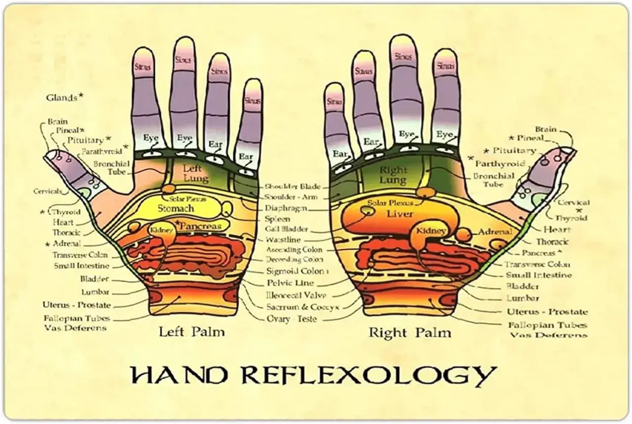 Diagramma della riflessologia mano: punti riflessi su palmo e dita corrispondenti a organi e ghiandole.