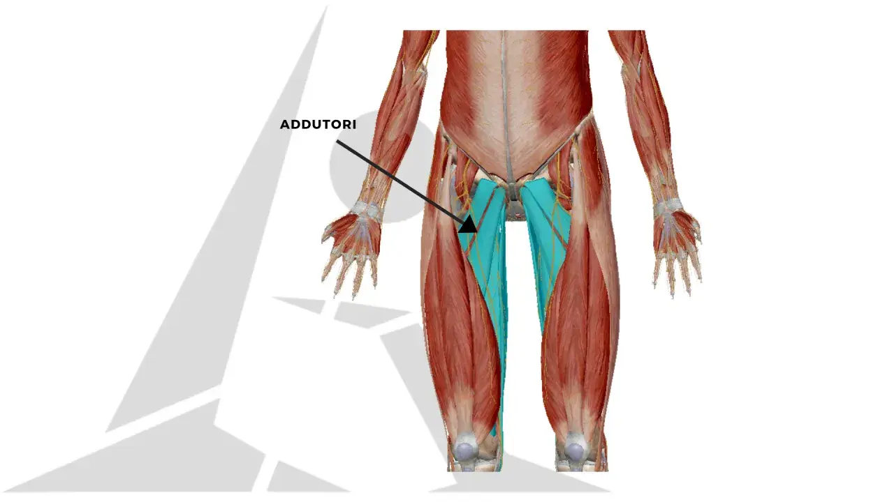 Muscolatura degli adduttori, evidenziata in blu, nell'interno coscia. Potrebbe essere utile per capire la ritenzione idrica interno coscia.