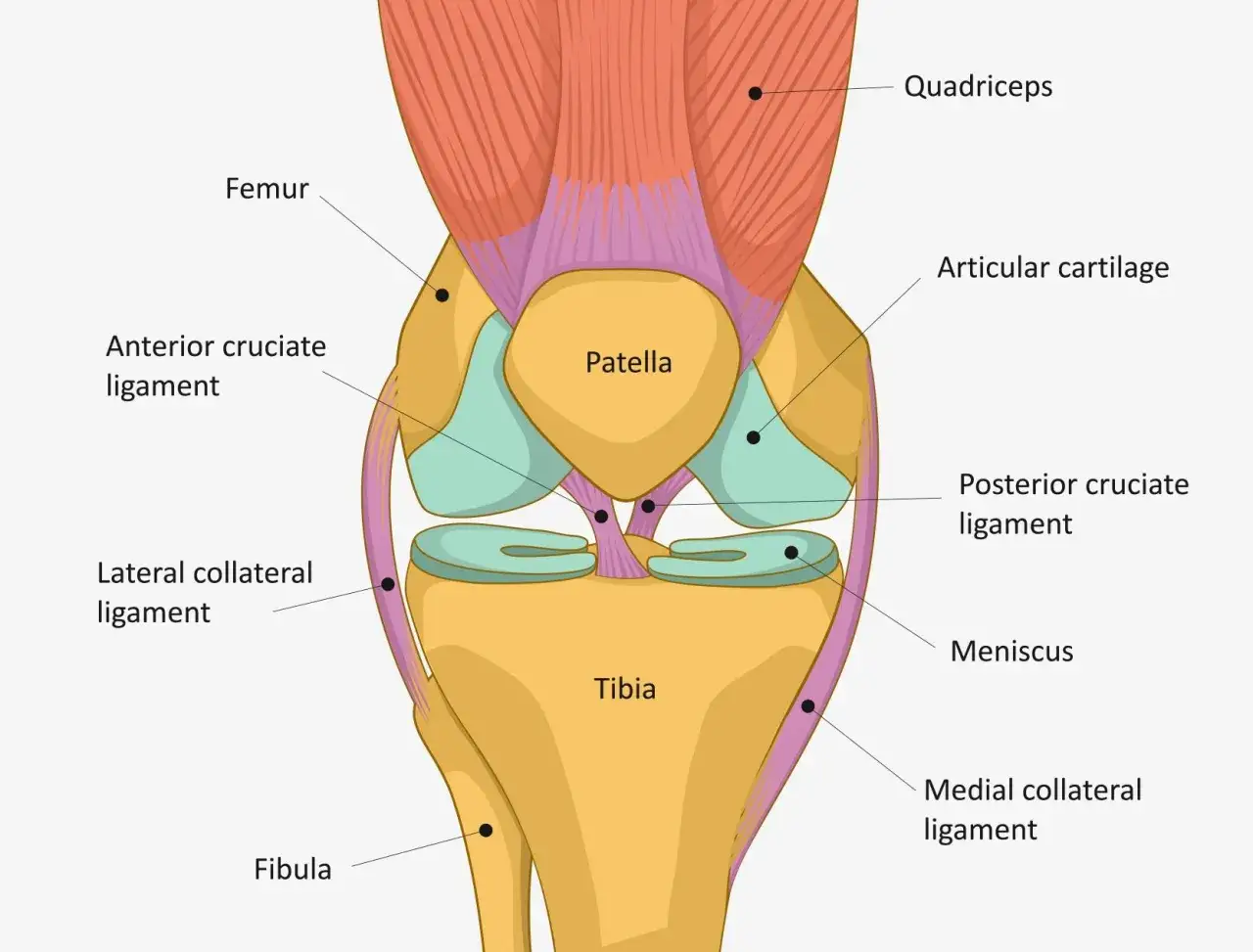 Schema anatomico del ginocchio con evidenziati legamenti e cartilagine. Utile per individuare i punti agopuntura ginocchio.