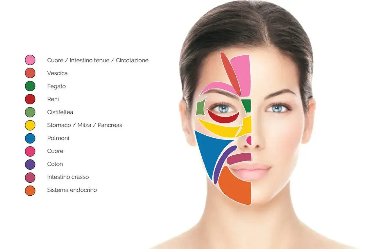 Mappa del viso per la riflessologia testa: diverse aree colorate indicano zone correlate a organi e sistemi, come cuore, fegato, polmoni e sistema endocrino.