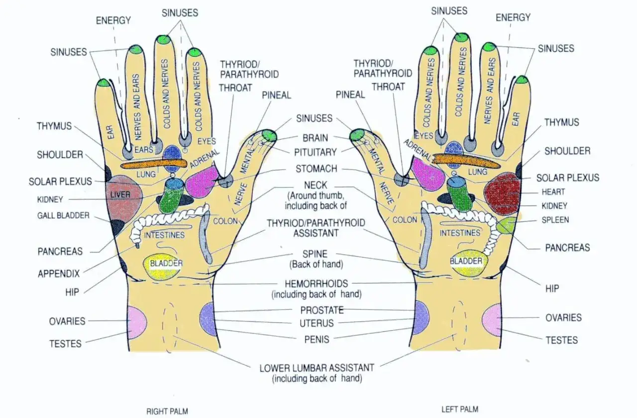 Diagramma delle zone riflesse della mano per un massaggio terapeutico. Ogni dito e area palmare corrisponde a organi e funzioni corporee.